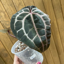 Kép betöltése a galériamegjelenítőbe: DocBlock Anthurium "Michelle 11" ® X "Michelle 1" - 4. - Tropical Home