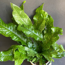 Kép betöltése a galériamegjelenítőbe: Microsorum musifolium ‘Crocodyllus’ - Krokodil páfrány - Crocodile fern - Tropical Home