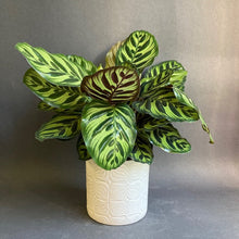 Kép betöltése a galériamegjelenítőbe: Calathea Makoyana - Pávás zebralevél - Peacock plant - Tropical Home