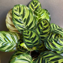 Kép betöltése a galériamegjelenítőbe: Calathea Makoyana - Pávás zebralevél - Peacock plant - Tropical Home