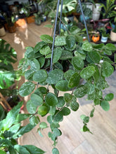 Kép betöltése a galériamegjelenítőbe: Hoya mathilde "Splash" - Viaszvirág - Wax plant akasztós cserépben