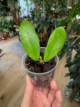 Kép betöltése a galériamegjelenítőbe: Hoya lobbii - Saját szaporítás - Tropical Home