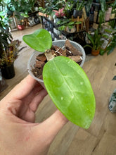 Kép betöltése a galériamegjelenítőbe: Hoya "Quang tri" pink - Saját szaporítás - Tropical Home