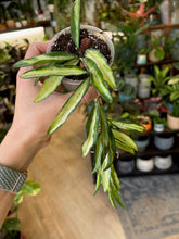 Kép betöltése a galériamegjelenítőbe: Hoya wayetii tricolor - Viaszvirág - Wax plant