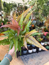 Kép betöltése a galériamegjelenítőbe: Pteris quadriaurita "Tricolor"