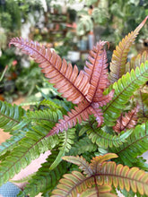 Kép betöltése a galériamegjelenítőbe: Pteris quadriaurita "Tricolor"
