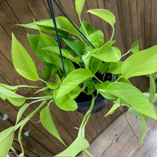 Kép betöltése a galériamegjelenítőbe: Epipremnum aureum "Neon" - Neon szobafutóka - Tropical Home