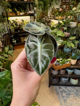 Kép betöltése a galériamegjelenítőbe: Alocasia "Balloon heart" - Tropical Home