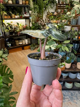 Kép betöltése a galériamegjelenítőbe: Alocasia "Balloon heart" - Tropical Home