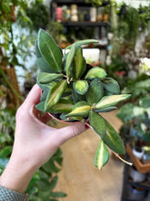 Kép betöltése a galériamegjelenítőbe: Hoya DS-70 variegata - Tropical Home