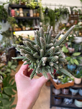 Kép betöltése a galériamegjelenítőbe: Rhipsalis baccifera "Horrida" - Vesszőkaktusz - Mouse Tail Cactus - Tropical Home