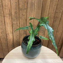 Kép betöltése a galériamegjelenítőbe: Alocasia sp. Sulawesi- "Sabrina narrow" - Tropical Home