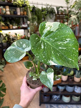 Kép betöltése a galériamegjelenítőbe: Monstera deliciosa “Thai constellation" - Tropical Home