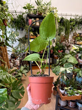 Kép betöltése a galériamegjelenítőbe: Anthurium peltigerum - Tropical Home