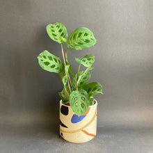 Kép betöltése a galériamegjelenítőbe: Maranta leuconeura 'Kerchoveana' - Nyílgyökér - Rabbit's foot Maranta - Tropical Home