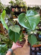 Kép betöltése a galériamegjelenítőbe: Monstera deliciosa - Könnyezőpálma - Swiss cheese plant - Tropical Home