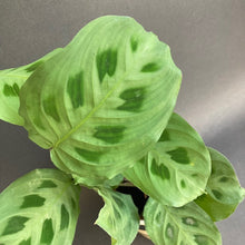 Kép betöltése a galériamegjelenítőbe: Maranta leuconeura 'Kerchoveana' - Nyílgyökér - Rabbit's foot Maranta - Tropical Home