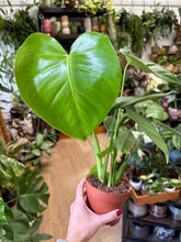 Kép betöltése a galériamegjelenítőbe: Monstera deliciosa - Könnyezőpálma - Swiss cheese plant - Tropical Home