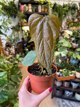 Kép betöltése a galériamegjelenítőbe: Anthurium "Queen of hearts" - Flamingóvirág
