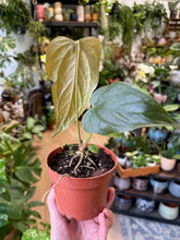 Kép betöltése a galériamegjelenítőbe: Anthurium "Queen of hearts" - Flamingóvirág
