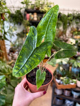 Kép betöltése a galériamegjelenítőbe: Alocasia zebrina "Reticulata" - Tropical Home