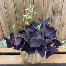 Kép betöltése a galériamegjelenítőbe: Oxalis ikigai "Triangularis" - Háromszöglevelű Madársóska - Tropical Home