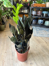 Kép betöltése a galériamegjelenítőbe: Zamioculcas zamiifolia Raven - ZZ Raven - Fekete legénypálma