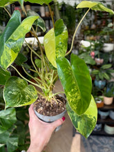 Kép betöltése a galériamegjelenítőbe: Philodendron Burle Marx variegata