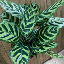 Kép betöltése a galériamegjelenítőbe: Calathea Makoyana - Pávás zebralevél - Peacock plant - Tropical Home