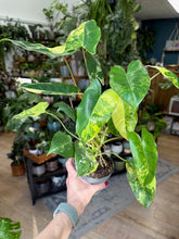 Kép betöltése a galériamegjelenítőbe: Philodendron Burle Marx variegata