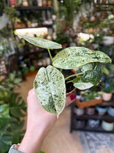 Kép betöltése a galériamegjelenítőbe: Alocasia "Dragon scale mint"