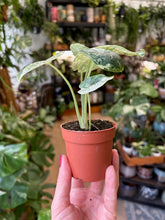 Kép betöltése a galériamegjelenítőbe: Alocasia "Dragon scale mint"