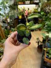 Kép betöltése a galériamegjelenítőbe: Hoya DS-70 variegata 6cm