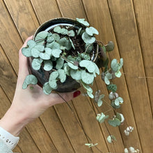 Kép betöltése a galériamegjelenítőbe: Ceropegia woodii "Silver glory" - Ámpolna gyertyavirág - String of hearts - Tropical Home