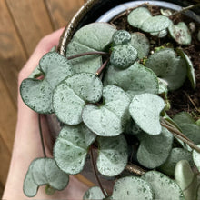 Kép betöltése a galériamegjelenítőbe: Ceropegia woodii "Silver glory" - Ámpolna gyertyavirág - String of hearts - Tropical Home