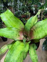 Kép betöltése a galériamegjelenítőbe: Cryptanthus bivittatus "Strawberry flambée"