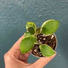 Kép betöltése a galériamegjelenítőbe: Hoya heuschkeliana albomarginata - Saját szaporítás - Tropical Home