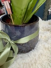 Kép betöltése a galériamegjelenítőbe: Sansevieria trif. "Moonshine" - karácsonyi ajándékcsomag