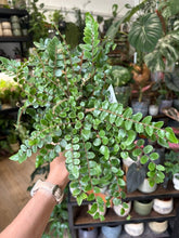Kép betöltése a galériamegjelenítőbe: Pellaea rotundifolia - Button fern 12cm