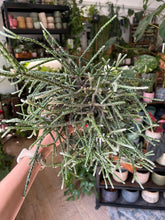 Kép betöltése a galériamegjelenítőbe: Rhipsalis pilocarpa - Vesszőkaktusz 12cm