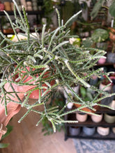 Kép betöltése a galériamegjelenítőbe: Rhipsalis pilocarpa - Vesszőkaktusz 12cm