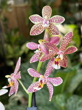 Kép betöltése a galériamegjelenítőbe: Phalaenopsis "Spider orange" 9cm