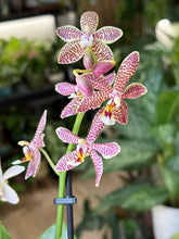 Kép betöltése a galériamegjelenítőbe: Phalaenopsis "Spider orange" 9cm