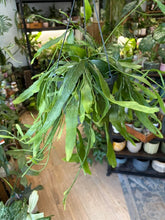 Kép betöltése a galériamegjelenítőbe: Rhipsalis "Red coral" 17cm