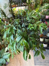 Kép betöltése a galériamegjelenítőbe: Aeschynanthus marmoratus 17cm - Zebraszőlő - Zebra basket vine