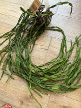 Kép betöltése a galériamegjelenítőbe: Rhipsalis paradoxa - Chain Cactus - akasztós cserépben 100cm - CSAK SZEMÉLYES ÁTVÉTELLEL