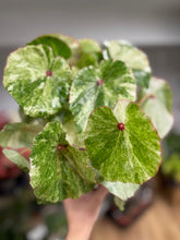 Kép betöltése a galériamegjelenítőbe: Begonia "Rouge variegata"