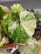 Kép betöltése a galériamegjelenítőbe: Begonia "Rouge variegata"