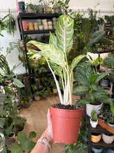 Kép betöltése a galériamegjelenítőbe: Aglaonema "Zebra" 12cm - Rákvirág - Chinese Evergreen