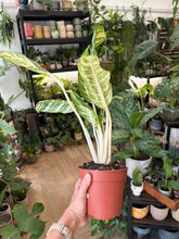 Kép betöltése a galériamegjelenítőbe: Aglaonema "Zebra" 12cm - Rákvirág - Chinese Evergreen